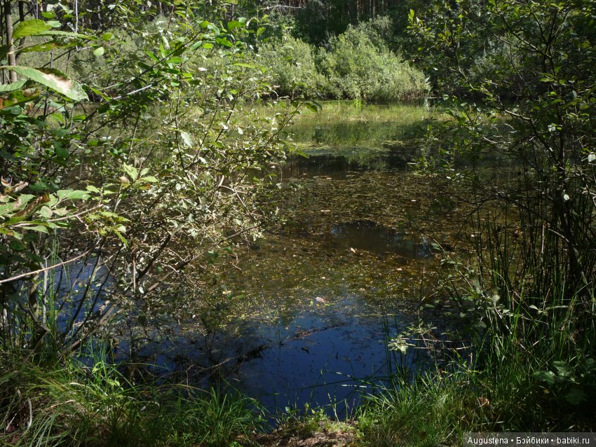 Светлый лес | Бэйбики Светлый лес — Куклы Fairyland (ФэйриЛэнд): BJD (БЖД)