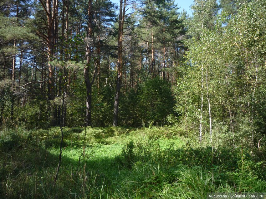 Светлый лес | Бэйбики Светлый лес — Куклы Fairyland (ФэйриЛэнд): BJD (БЖД) (фото 8)