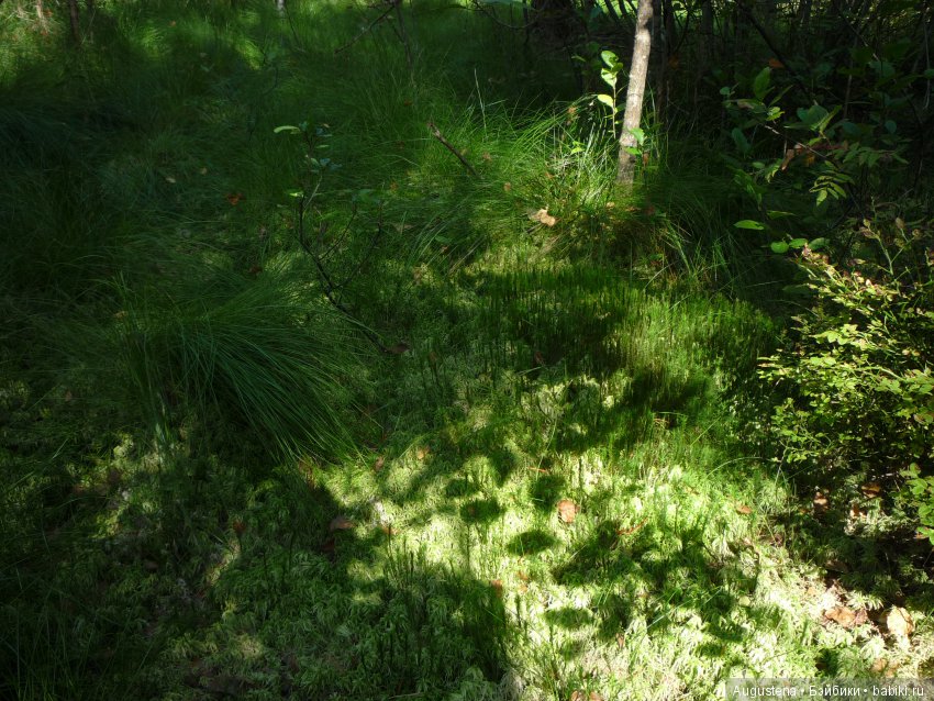 Светлый лес | Бэйбики Светлый лес — Куклы Fairyland (ФэйриЛэнд): BJD (БЖД)