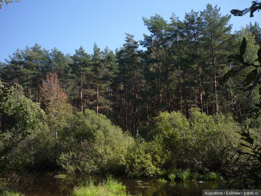 Светлый лес | Бэйбики Светлый лес — Куклы Fairyland (ФэйриЛэнд): BJD (БЖД)