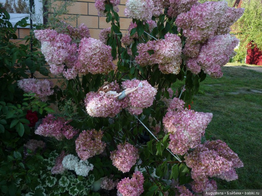 Две гортензии — Куклы и тела Obitsu (Обитсу): 1/6 (фото 4)