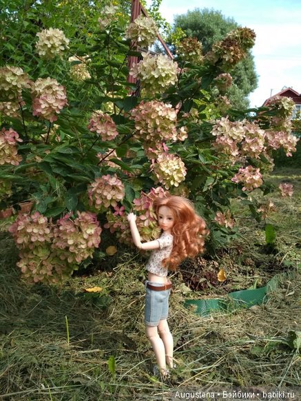 Две гортензии — Куклы и тела Obitsu (Обитсу): 1/6 (фото 2)