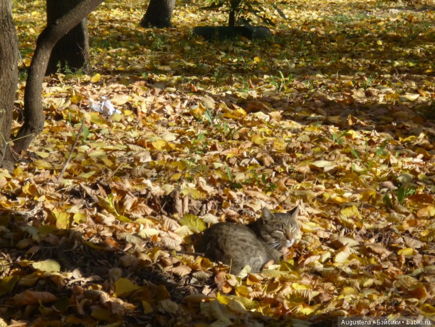 Октябрьский Подснежник — Фотоистории с куклами BJD (БЖД): сериалы