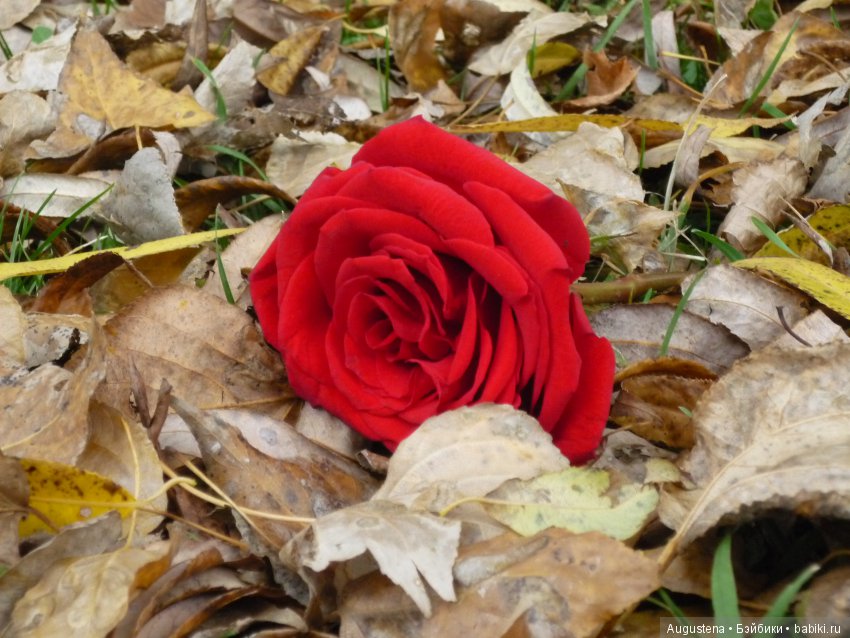 Эпизод 1 — Болталка и разговоры обо всем: жизнь