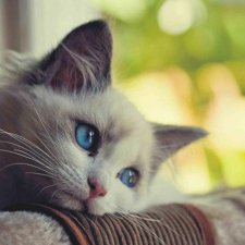 Хочется поговорить о кукольной миниатюре