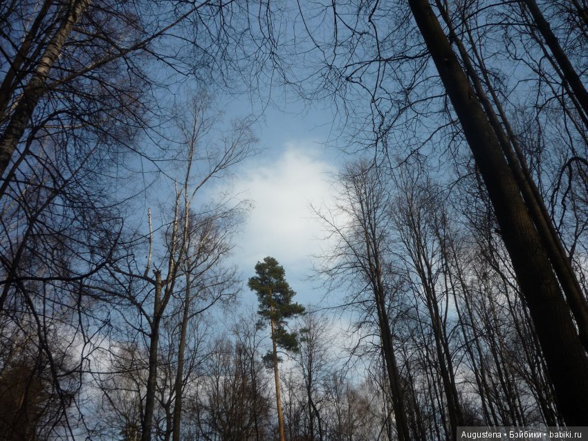 Рори на первой весенней прогулке (фото 9)