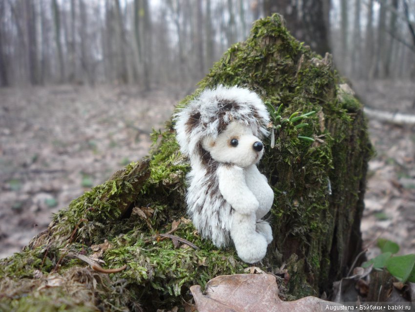 Рори на первой весенней прогулке (фото 8)