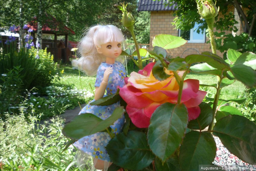 Дачницы. Аврора — Болталка и разговоры обо всем: жизнь