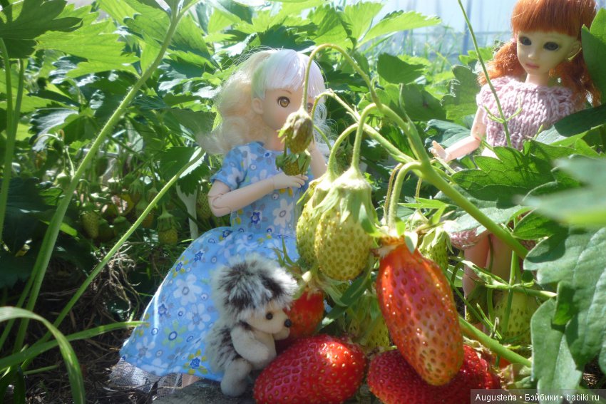 Дачницы. Аврора — Болталка и разговоры обо всем: жизнь