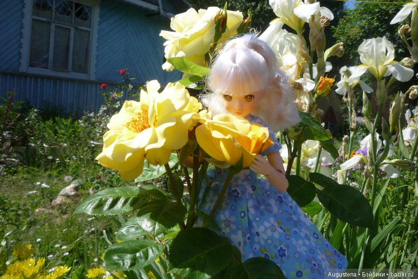 Дачницы. Аврора — Болталка и разговоры обо всем: жизнь