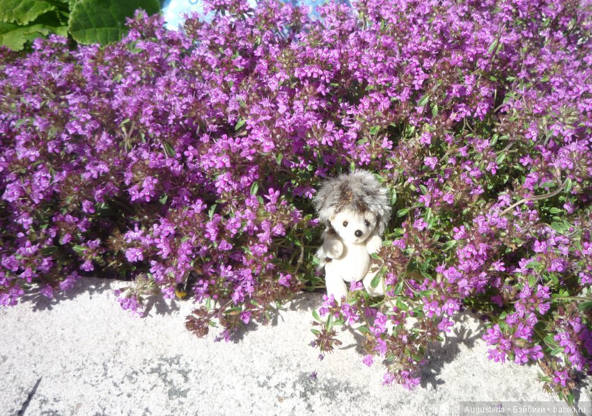 Дачницы. Аврора — Болталка и разговоры обо всем: жизнь