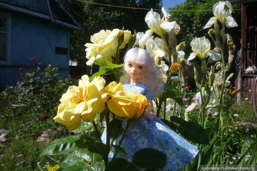 Дачницы. Аврора — Болталка и разговоры обо всем: жизнь (фото 8)