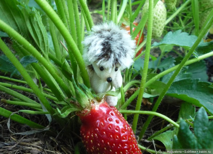 Дачницы. Аврора — Болталка и разговоры обо всем: жизнь (фото 2)