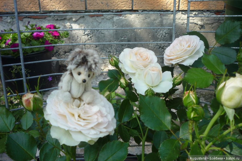 Дачницы. Аврора — Болталка и разговоры обо всем: жизнь