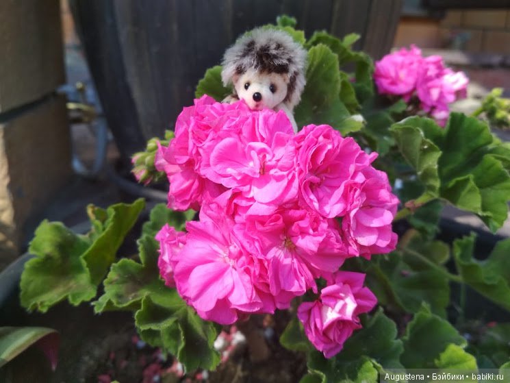 Дачницы — Болталка и разговоры обо всем: жизнь (фото 2)