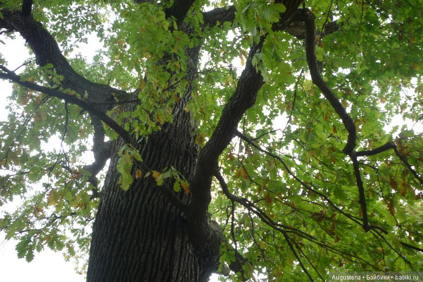 Футы-нуты или Флёр в Абрамцево (фото 4)