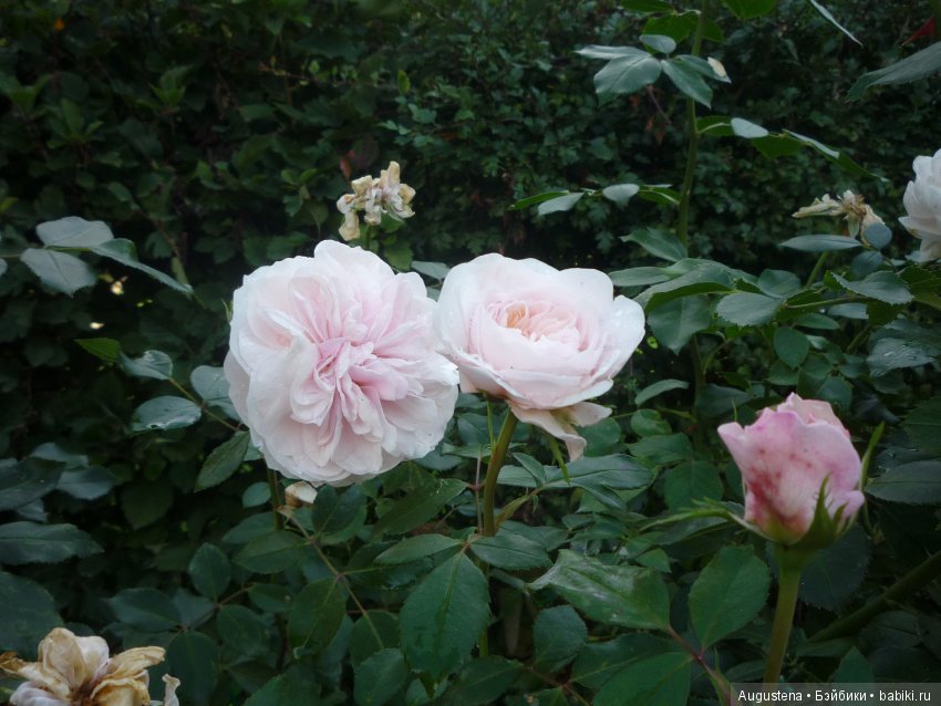 Футы-нуты или Флёр в Абрамцево (фото 7)