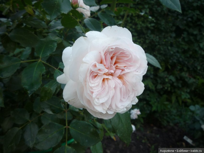 Футы-нуты или Флёр в Абрамцево (фото 8)