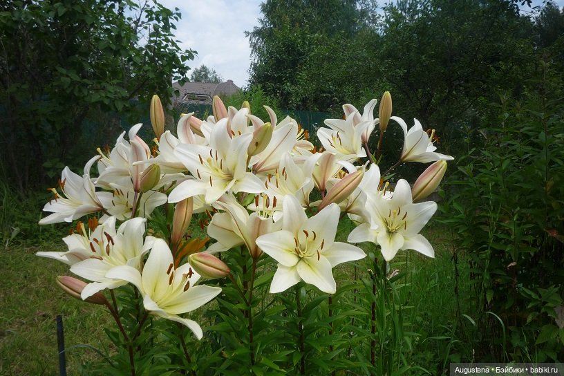 Малышастики на подмосковной даче