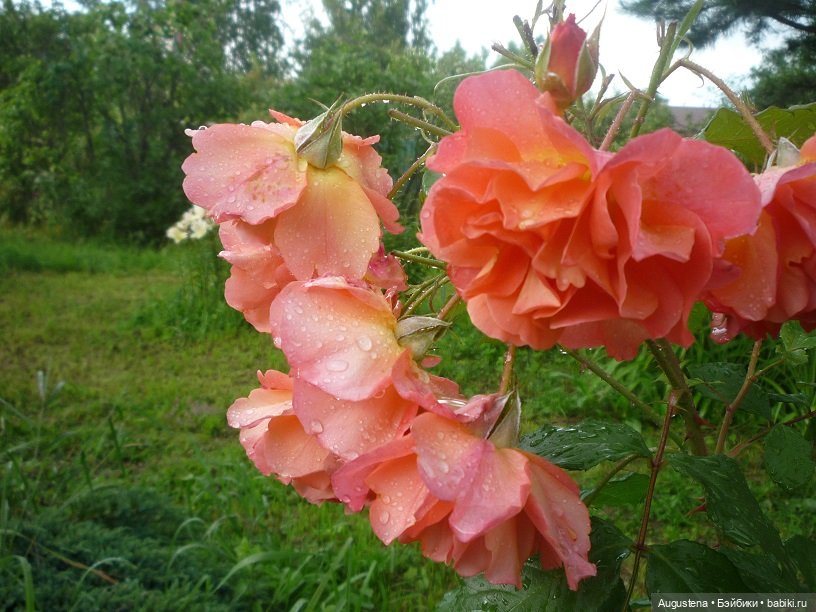 Малышастики на подмосковной даче (фото 3)
