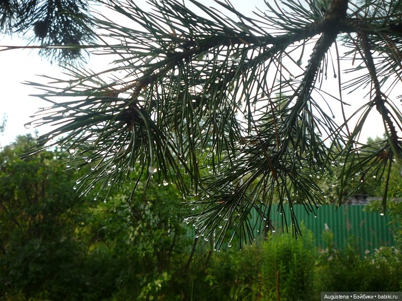 Малышастики на подмосковной даче