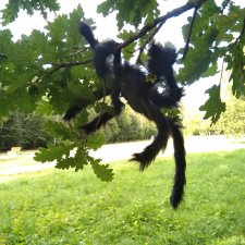 Четверо сямочек и Павук. Экспромт