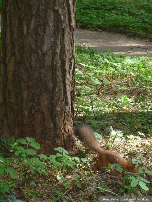 Прогулка в усадьбе Остафьево (фото 10)