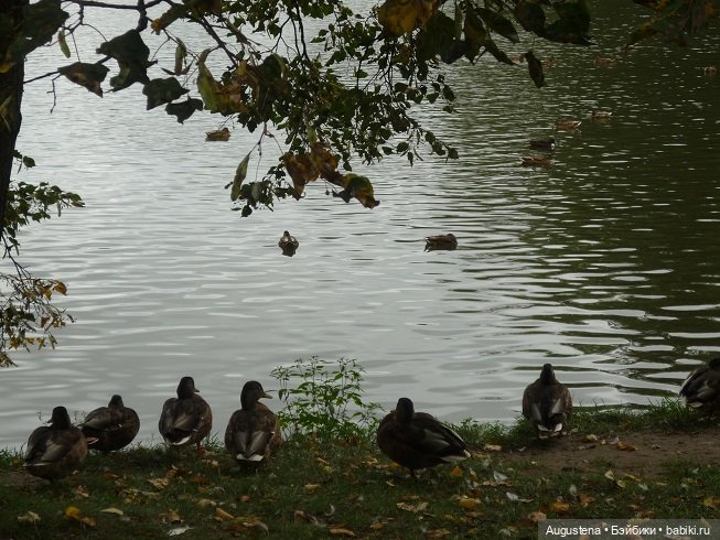 Прогулка в усадьбе Остафьево (фото 3)