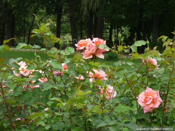 Прогулка в усадьбе Остафьево (фото 4)