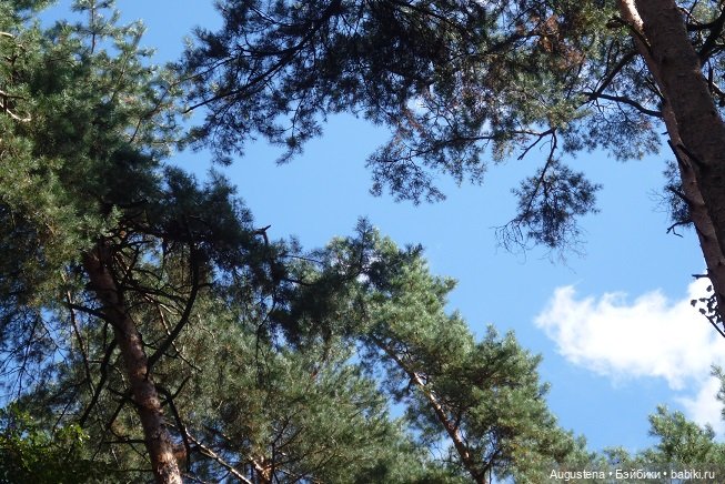 Прогулка в усадьбе Остафьево