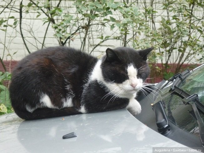 Инь и Ян впервые исследуют Измайловский парк (фото 7)