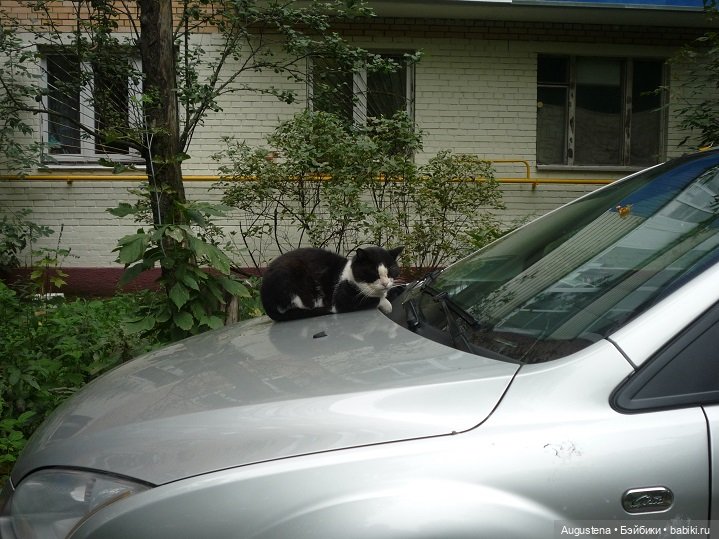 Инь и Ян впервые исследуют Измайловский парк (фото 6)