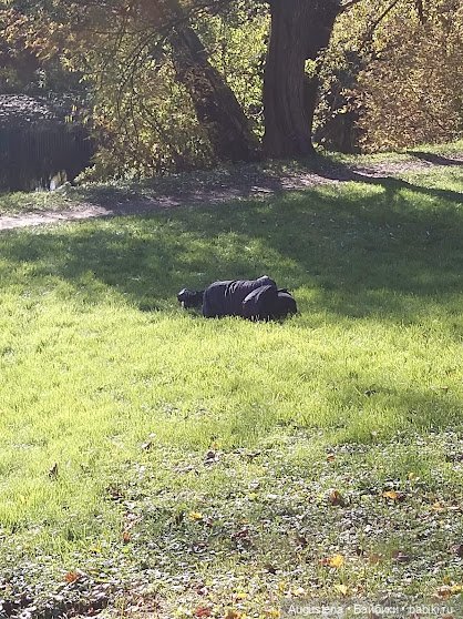 Измайловский остров. Ксю и Глафира (фото 5)