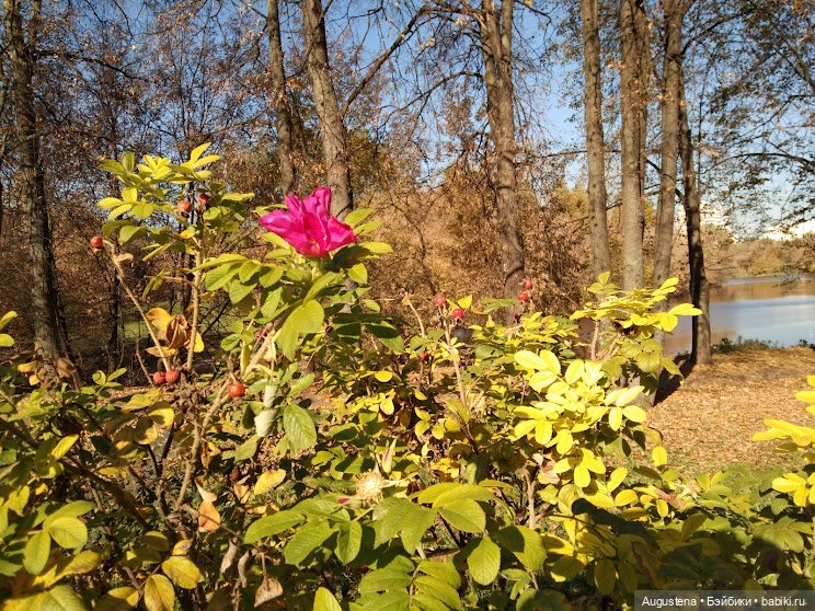 Измайловский остров. Рейра