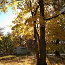 Измайловский остров. Рейра