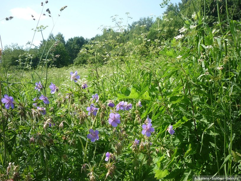 Поворот на лето — Болталка и разговоры обо всем: жизнь (фото 2)