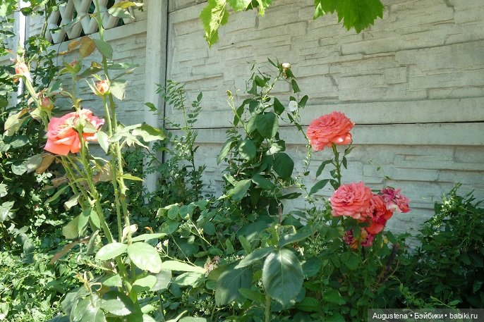 Крым 2022. Променад по набережной (фото 7)