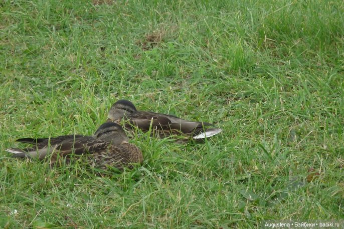 Выжить в Карелии со Скан-тур. Часть 1-я