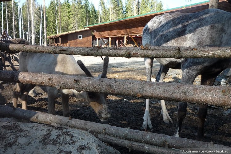 Выжить в Карелии со Скан-тур. Часть 2-я