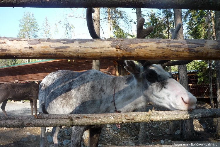 Выжить в Карелии со Скан-тур. Часть 2-я