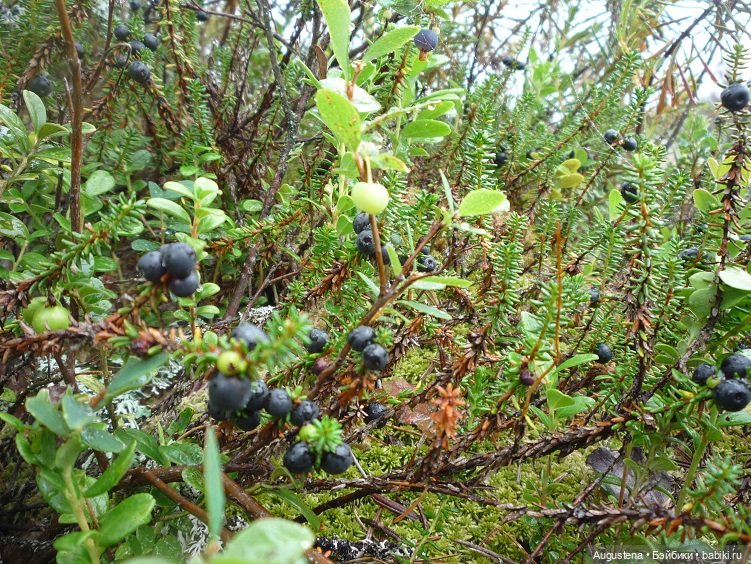 Выжить в Карелии со Скан-тур. Часть 4-я