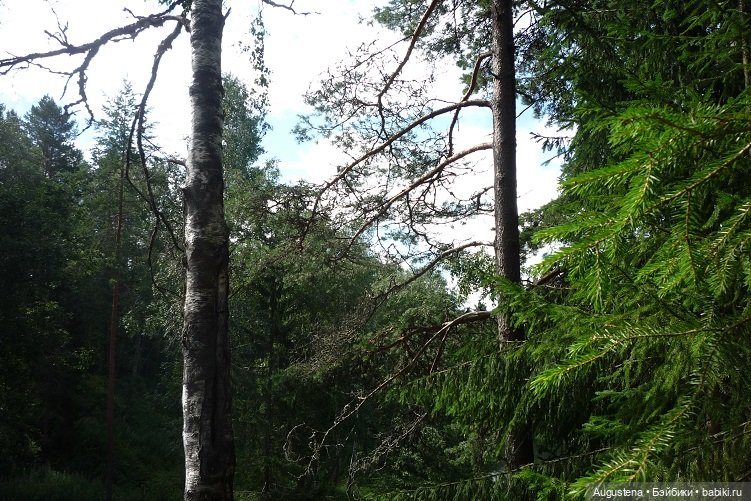 Выжить в Карелии со Скан-тур. Часть 5-я заключительная