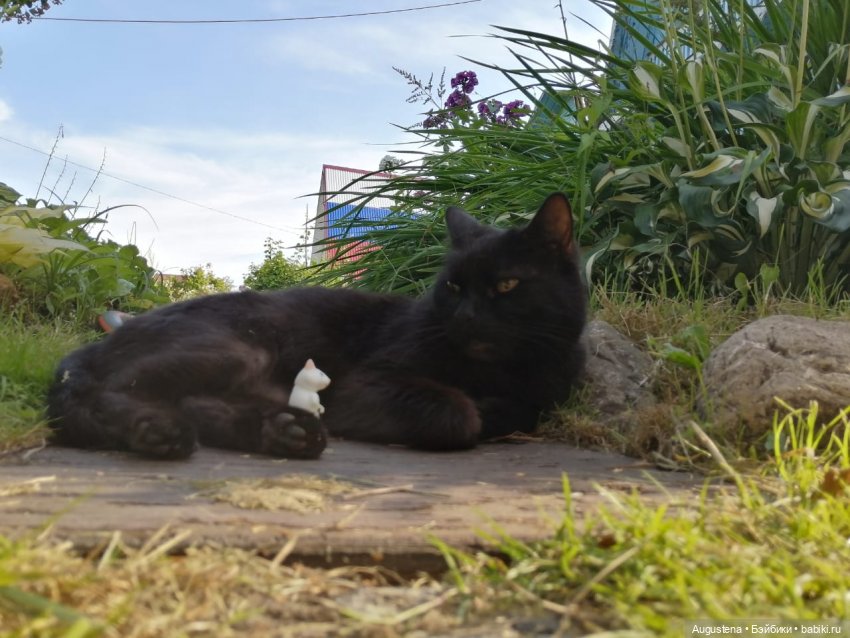 Наглость - второе счастье | Бэйбики Наглость - второе счастье (фото 3)