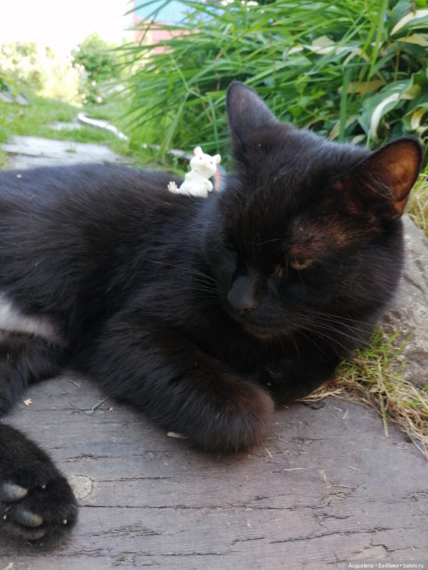 Наглость - второе счастье | Бэйбики Наглость - второе счастье (фото 7)