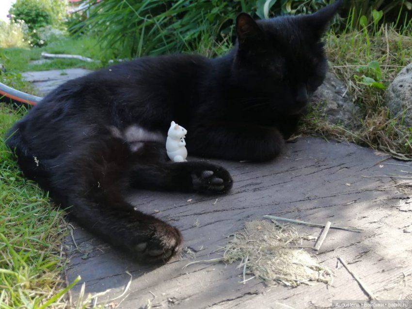 Наглость - второе счастье | Бэйбики Наглость - второе счастье