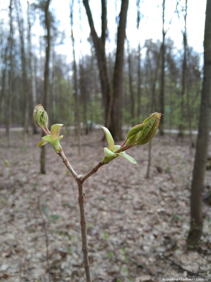 Симри — Домашние фото авторских игрушек: Тедди (фото 2)