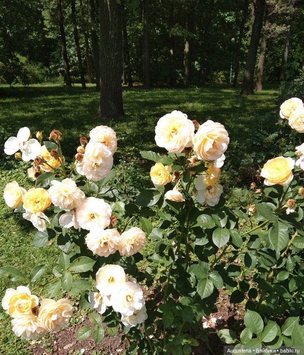 Дамы в розарии — Гибриды шарнирных кукол (не БЖД): подбор тела