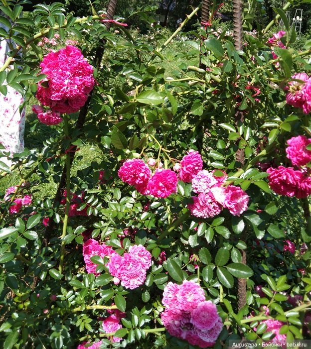 Дамы в розарии — Гибриды шарнирных кукол (не БЖД): подбор тела