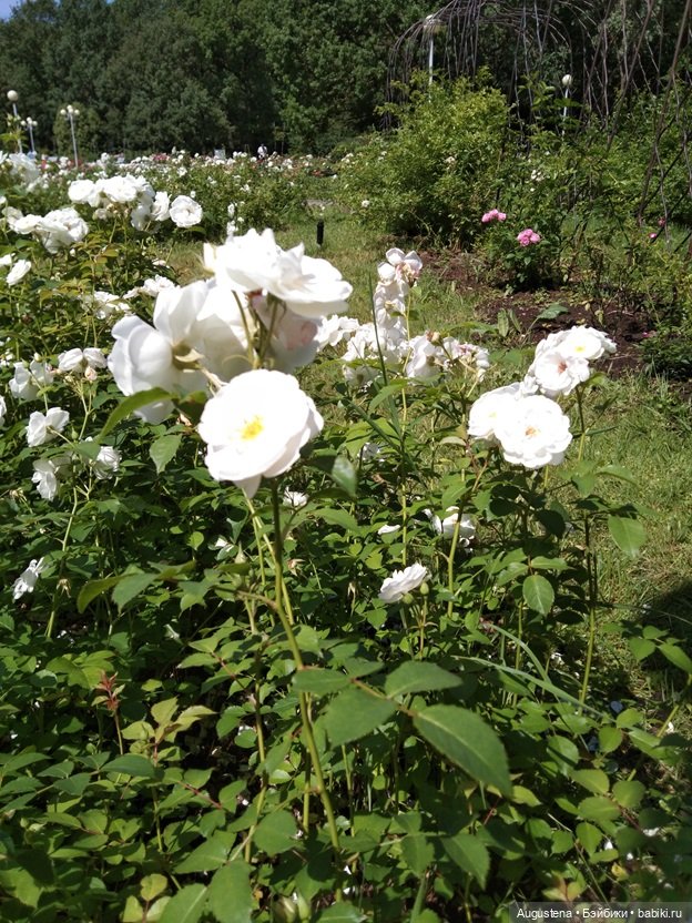 Дамы в розарии — Гибриды шарнирных кукол (не БЖД): подбор тела (фото 4)