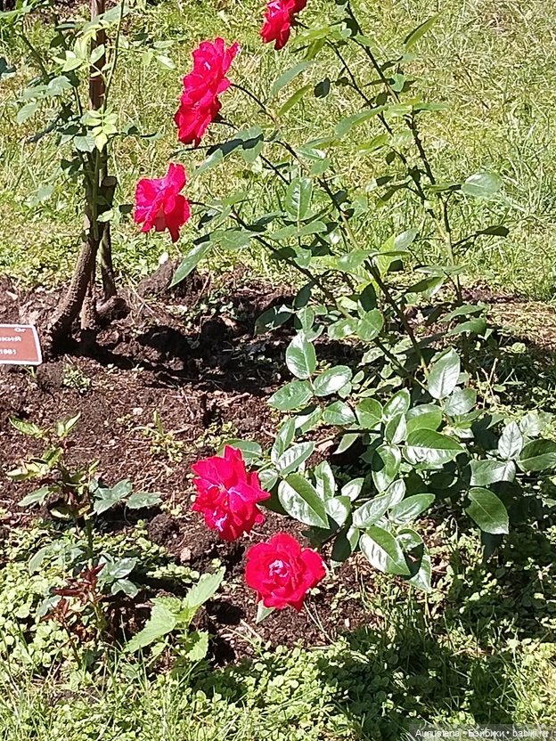 Дамы в розарии — Гибриды шарнирных кукол (не БЖД): подбор тела